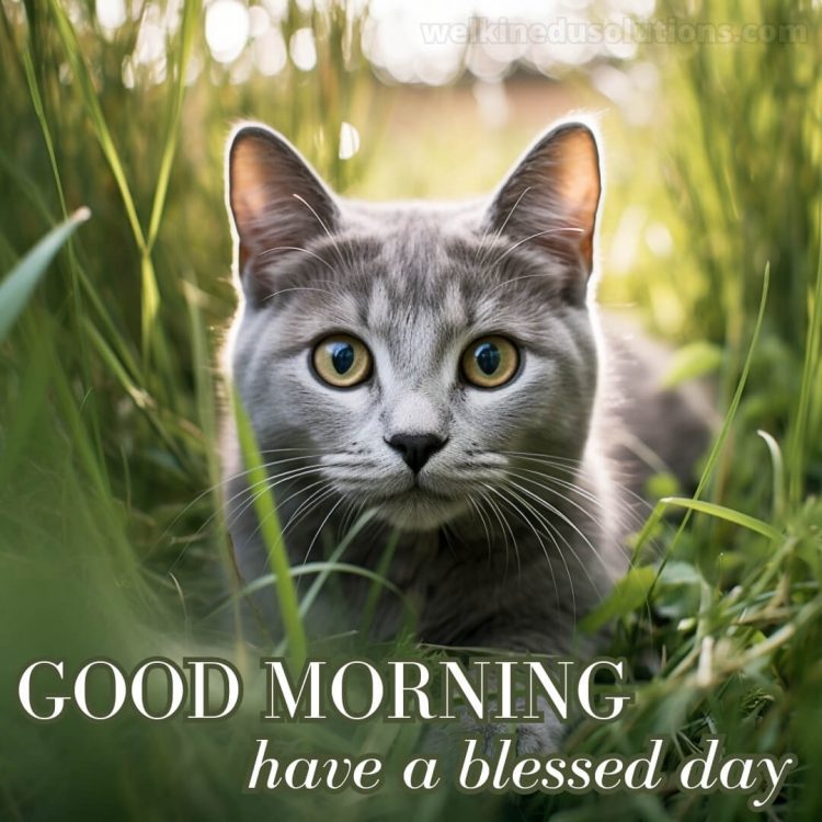 Good morning have a blessed day picture gray cat gratis