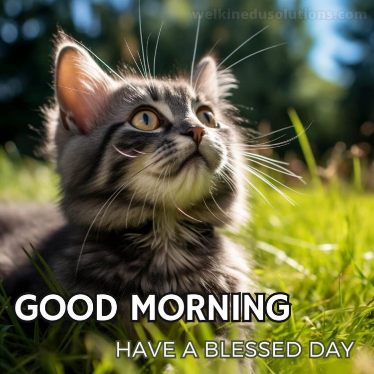 Good morning have a blessed day picture cat gratis