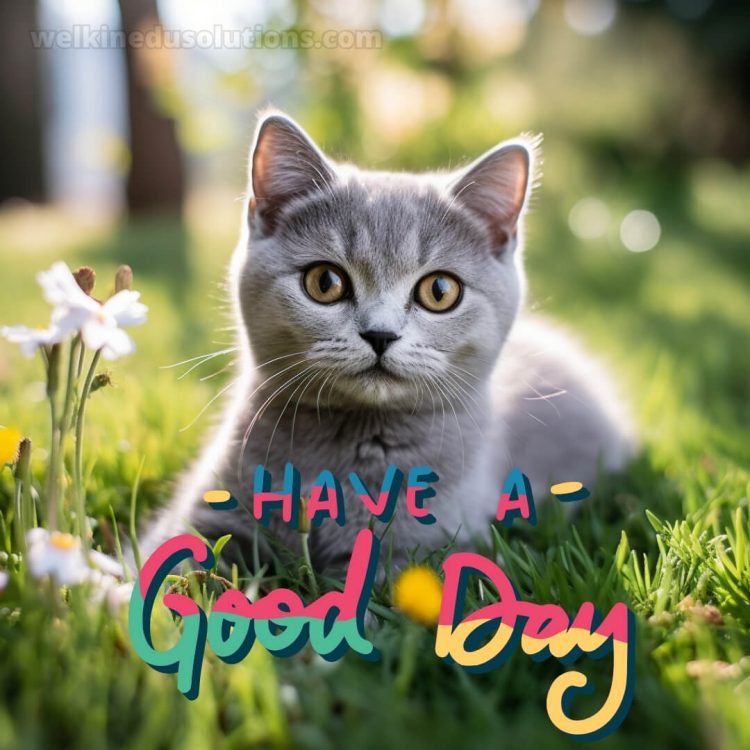 Have a good day reply picture gray cat gratis