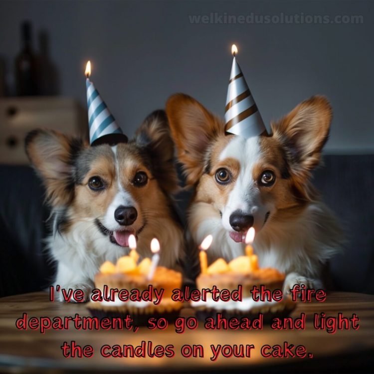 Funny birthday wishes for friend picture dogs gratis